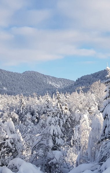 Musau in the nature park region Reutte in Tyrol